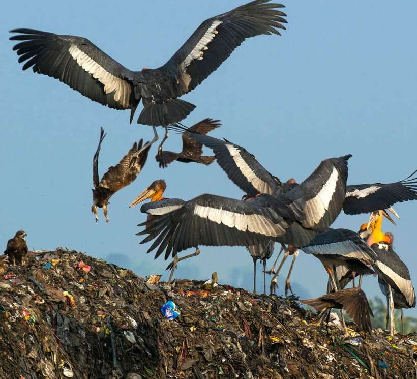 Siem Reap: Prek Toal Tonle Sap Biosphere Reserve Tour - Crossing the Great Lake by Mini Tara