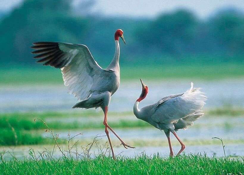 Siem Reap: Prek Toal Tonle Sap Biosphere Reserve Tour - Four hours at Prek Toal Biosphere Reserve