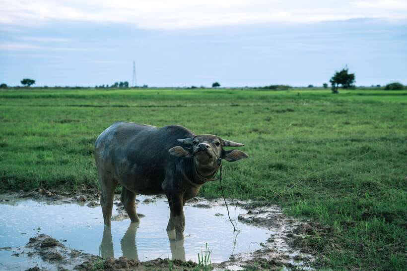 Siem Reap: Quad Bike Tour of Local Villages - Who should book this ride?