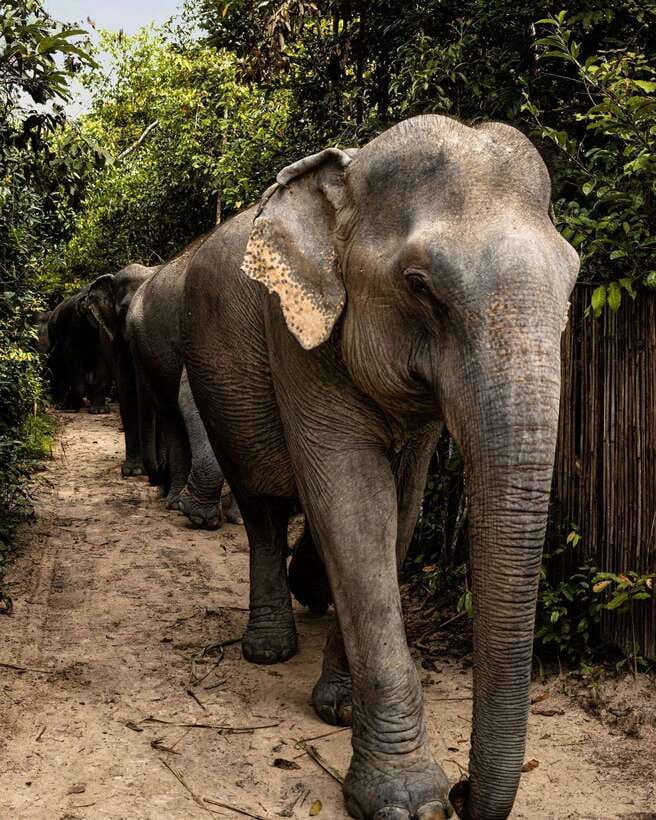 Siem Reap: Small Group Tour of Kulen Elephant Forest - Mud, river bathing, and the clothing you need