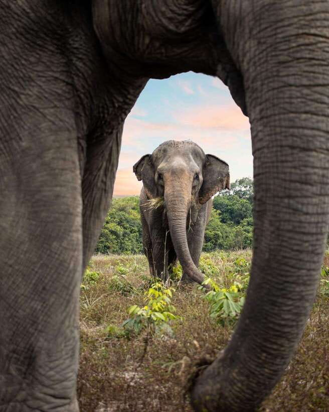 Siem Reap: Small Group Tour of Kulen Elephant Forest - Is $112 per person fair value?