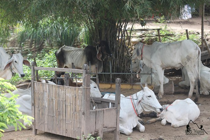 Silk Island & countryside of Phnom Penh by Tuk Tuk - What the $45 price really covers